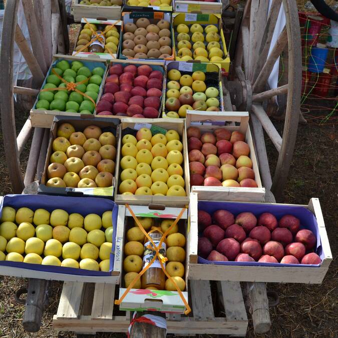 apple festival rotja